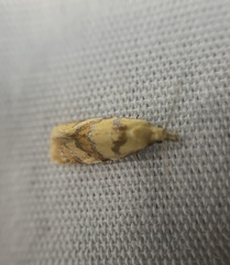 Phtheochroa vitellinana