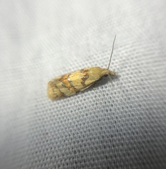 Phtheochroa vitellinana