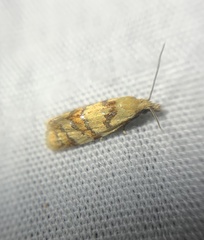 Phtheochroa vitellinana