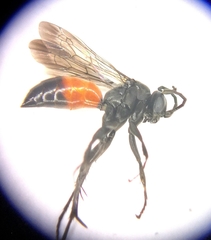 Arachnospila