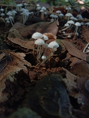 Hemimycena