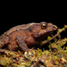 Mesopotamian Beaked Toad - Photo (c) Khristian Venegas Valencia, some rights reserved (CC BY-NC), uploaded by Khristian Venegas Valencia
