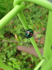 Poecilocoris splendidulus