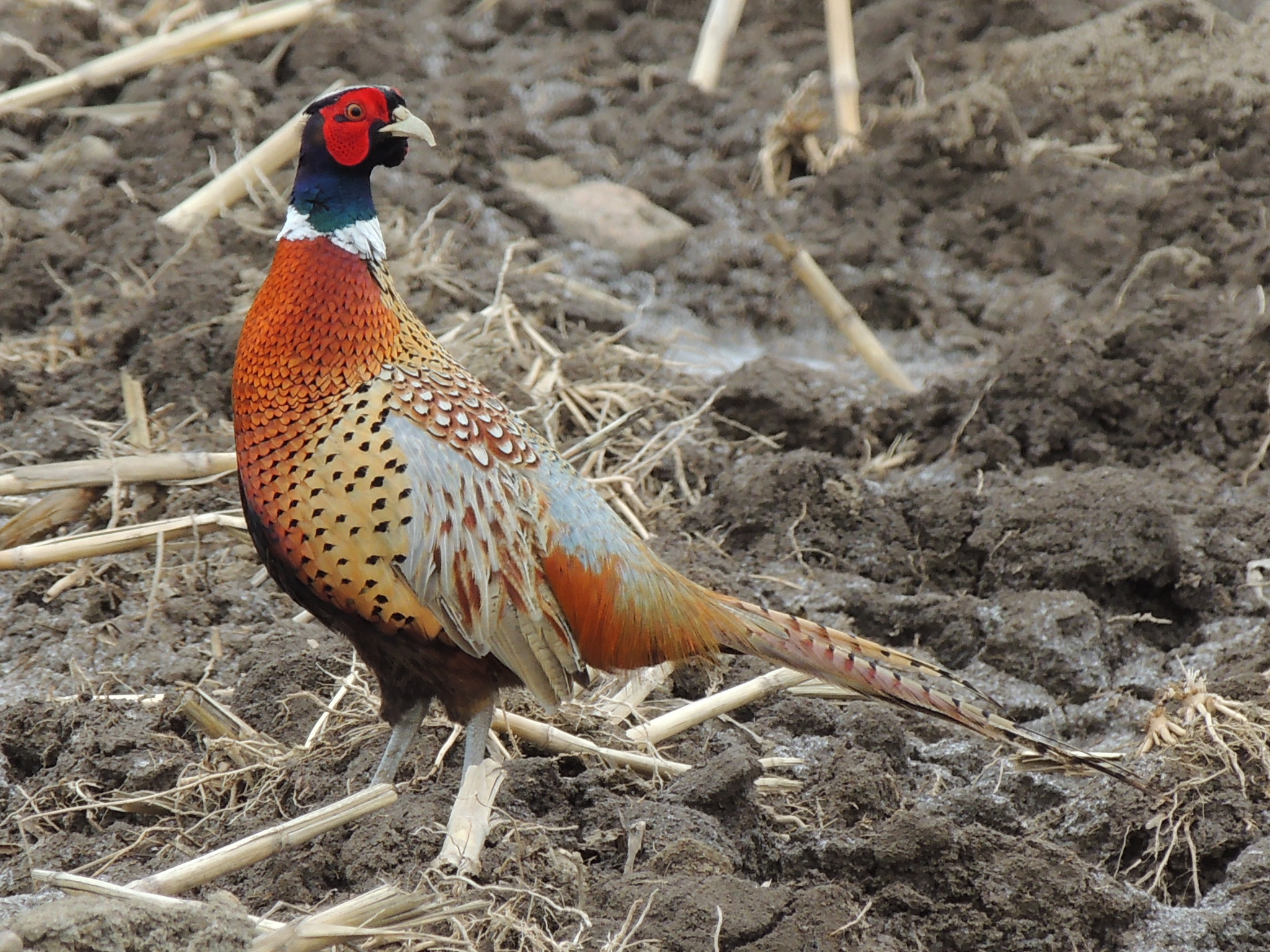 Ring-necked Pheasant - NDOW