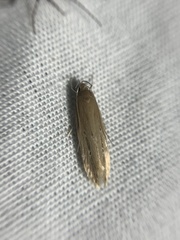 Limnaecia phragmitella