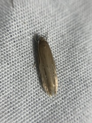 Limnaecia phragmitella