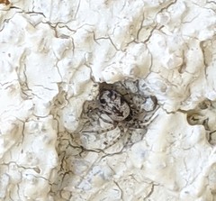 Oecobius maculatus