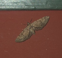Eupithecia unicolor