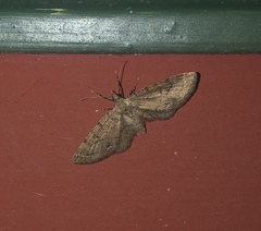 Eupithecia unicolor