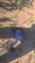 Heliophila linearis linearifolia