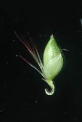 Setaria pumila
