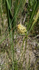 Festuca scoparia