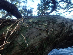 Phyllopsora furfuracea