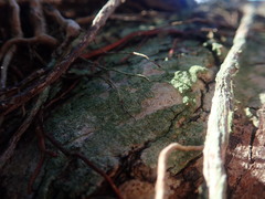 Phyllopsora furfuracea