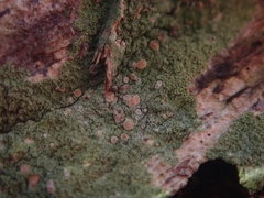 Phyllopsora furfuracea