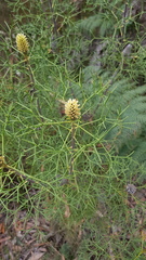 Petrophile sessilis