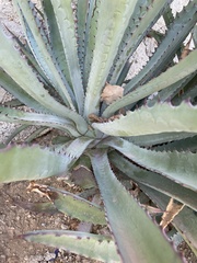 Agave aurea capensis