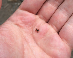 Hippoboscoidea