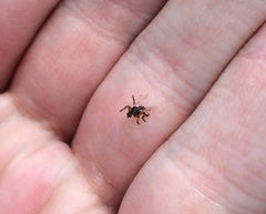 Hippoboscoidea
