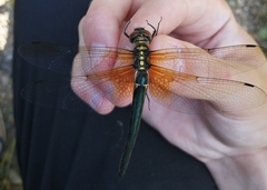 Somatochlora exuberata