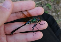 Somatochlora exuberata