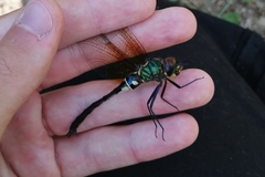 Somatochlora exuberata