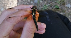 Somatochlora exuberata