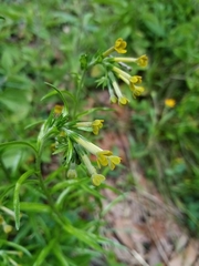 Lithospermum strictum