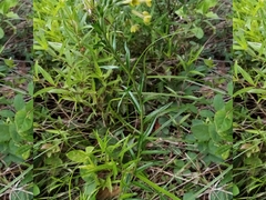 Lithospermum strictum
