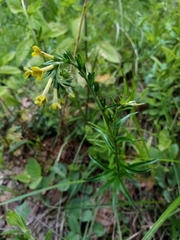 Lithospermum strictum