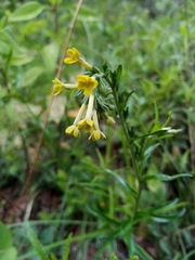 Lithospermum strictum