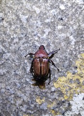 Cosmiomorpha similis