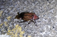Cosmiomorpha similis