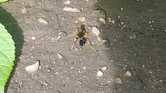 Sceliphron caementarium