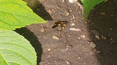 Sceliphron caementarium