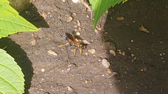 Sceliphron caementarium