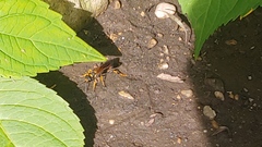 Sceliphron caementarium