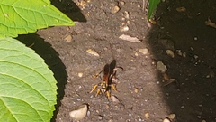 Sceliphron caementarium