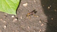 Sceliphron caementarium