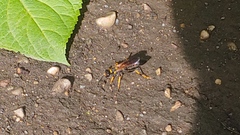 Sceliphron caementarium