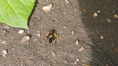 Sceliphron caementarium