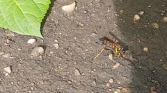 Sceliphron caementarium