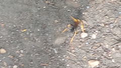 Sceliphron caementarium