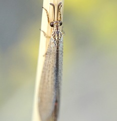 Macronemurus