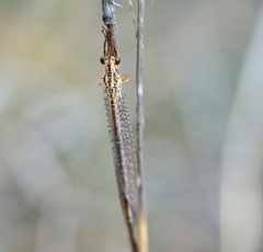 Macronemurus