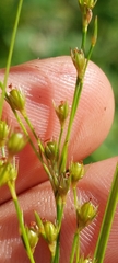 Juncus anthelatus