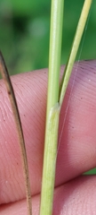 Juncus interior