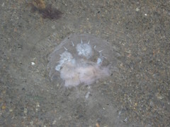 Chrysaora chesapeakei