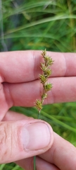 Carex normalis