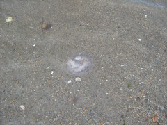 Chrysaora chesapeakei